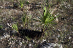 Saw Palmettos Regrowing