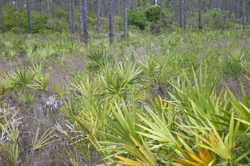 Saw Palmettos with Light-Green Leaves