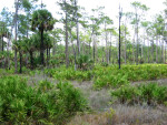 Saw Palmettos