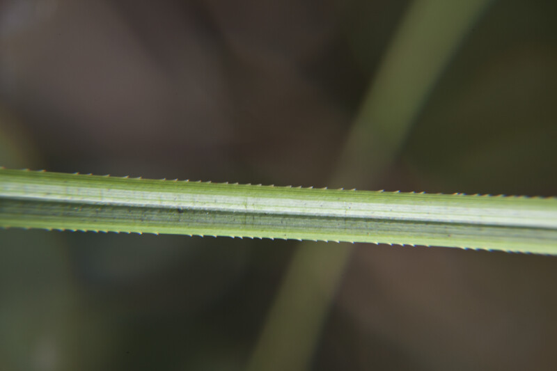 Saw-Toothed Sawgrass Leaf