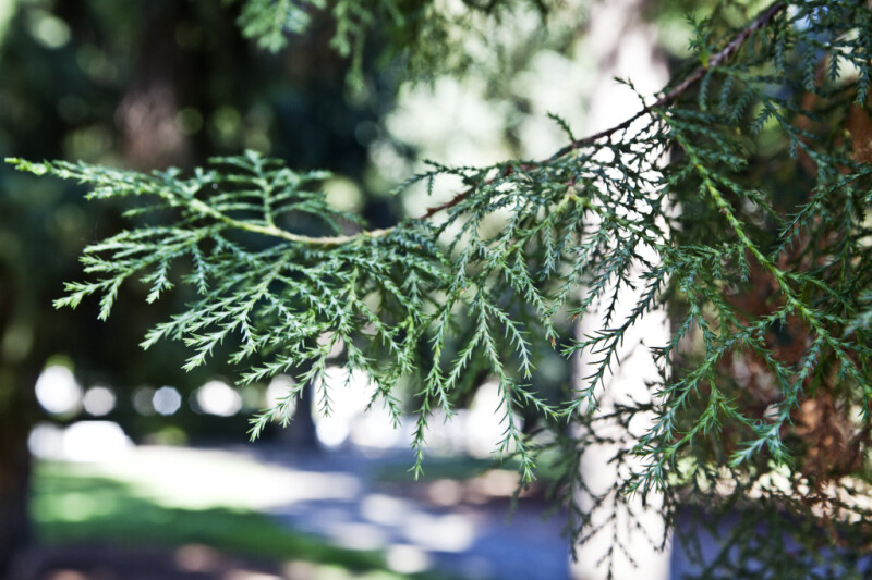 Sawara Cypress with Green Scale-Like Leaves