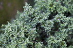 Sawara False Cypress Leaves Close-Up