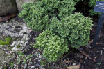 Sawara False Cypress Leaves