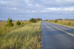 Sawgrass Along the Road