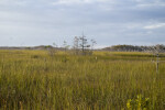 Sawgrass and Cypresses