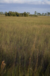 Sawgrass and Hardwood Hammock