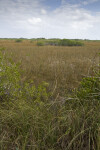 Sawgrass and Mangroves