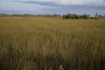 Sawgrass and Pine Trees