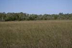 Sawgrass and Trees