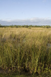 Sawgrass and Trees