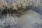 Sawgrass and Water