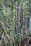 Sawgrass at Shark Valley of Everglades National Park