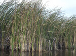 Sawgrass Blowing in the Wind at Halfway Creek in Everglades National Park