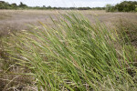 Sawgrass Blowing to the Left in the Wind