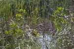 Sawgrass by Shore