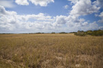 Sawgrass Field and Cloud Coverage