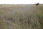 Sawgrass Field at Anhinga Trail of Everglades National Park