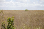 Sawgrass Field at Long Pine Key of Everglades National Park