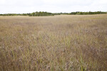 Sawgrass Field at Shark Valley of Everglades National Park