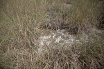 Sawgrass Growing Around a Rock