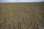 Sawgrass Growing at Pa-hay-okee Overlook of Everglades National Park