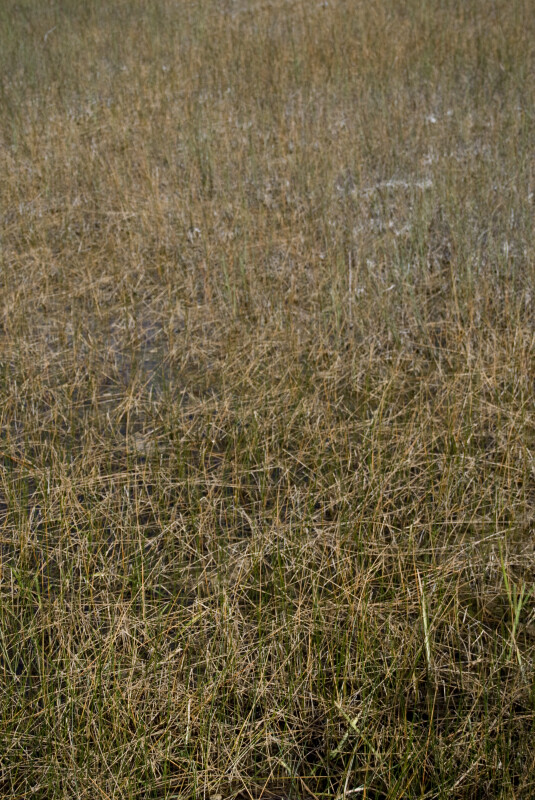 Sawgrass in Shallows