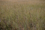 Sawgrass in the Everglades