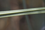 Sawgrass Leaf Close-Up