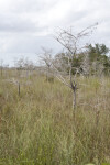 Sawgrass near Dwarf Bald Cypress