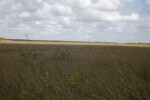 Sawgrass Prairie at Anhinga Trail of Everglades National Park