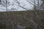 Sawgrass Through Cypresses