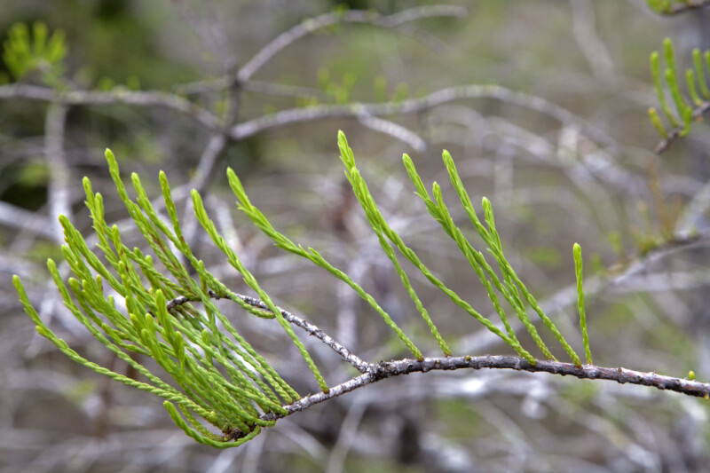 Scale-Like Leaves Extending from a Bald Cypress Branch