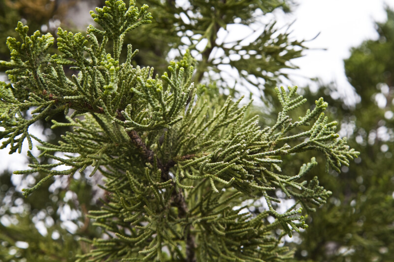 Scale-Like Leaves Extending from Branches of a Chinese Juniper
