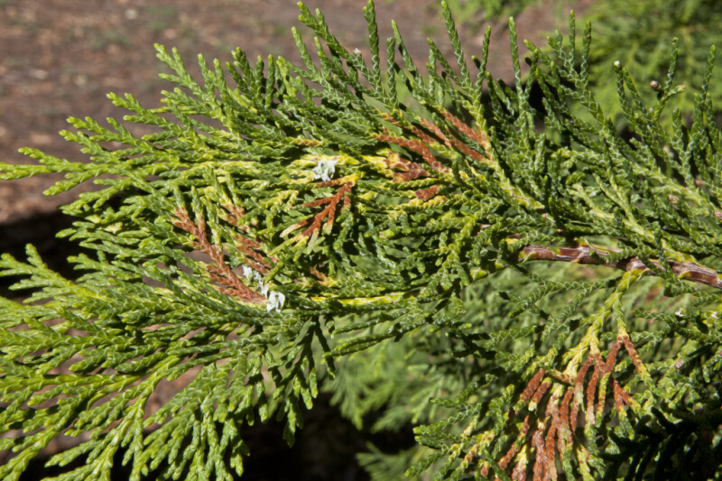 Scale-Like Leaves with Green, Brown, and Yellow Coloring of a Lawson's Cypress Tree