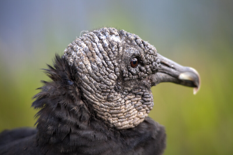 Scaly Head of a Black Vulture
