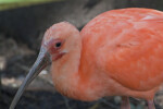 Scarlet Ibis