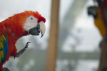 Scarlet Macaw, Beak Open