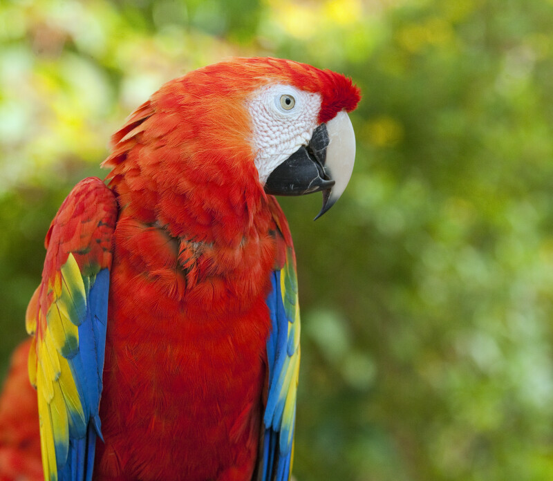 Scarlet Macaw Facing Right