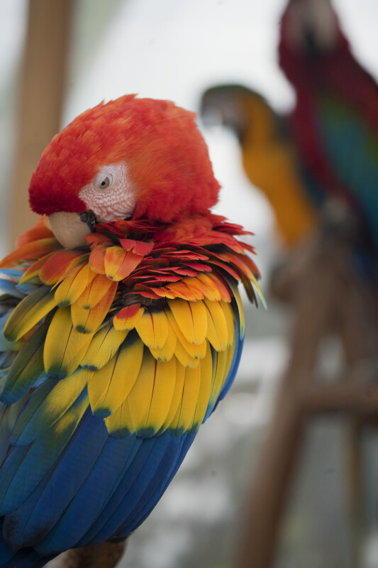 Scarlet Macaw