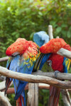 Scarlet Macaws Grooming