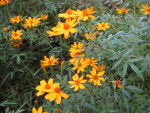 Scented Marigold