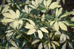 Schefflera arboricola Variegated Leaves