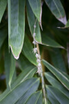 Schizostachyum Brachycladum Close-Up