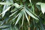 Schizostachyum Brachycladum Leaves