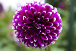 Schmuck Dahlia