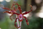 Schom. undulata  Orchid Flower