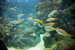 School of Yellowtail Snapper