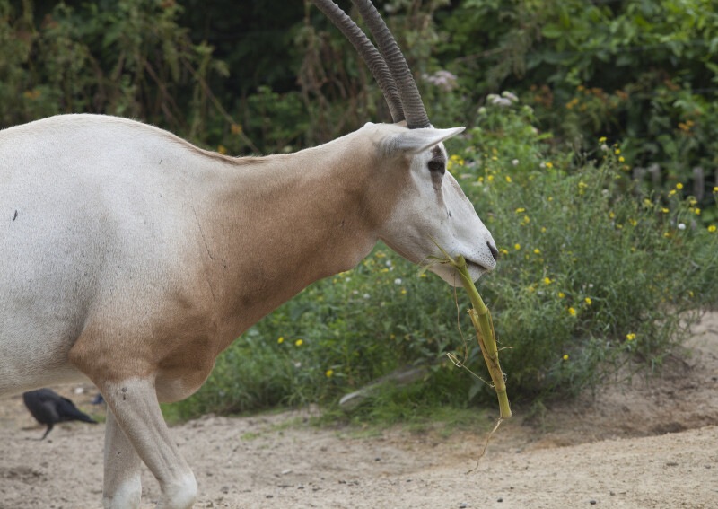 Scimitar Oryx Chewing on Piece of Food