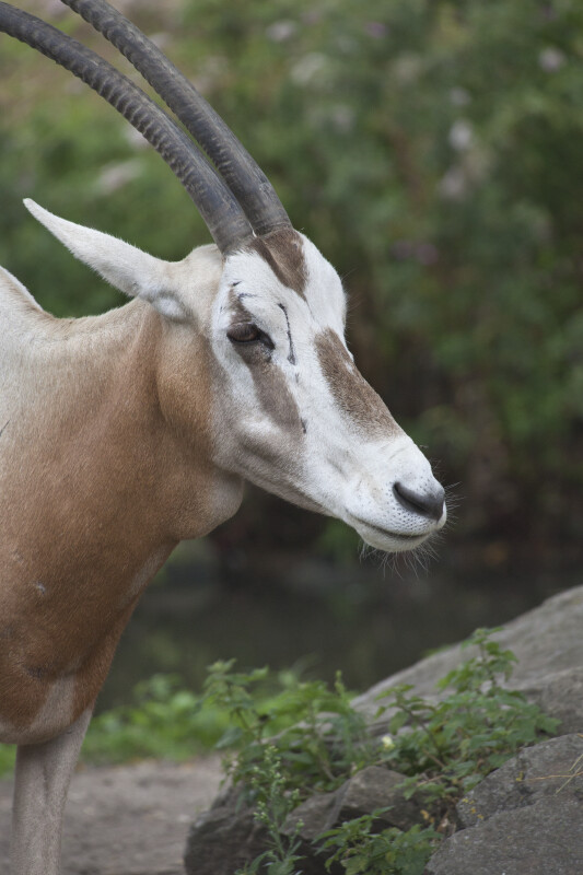 Scimitar Oryx Head and Horns