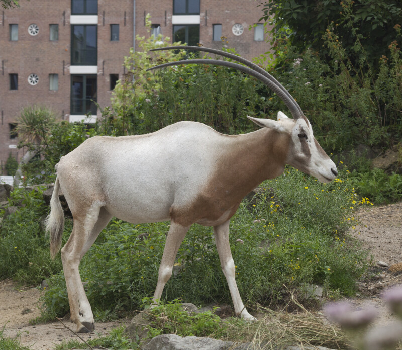 Scimitar Oryx Side View